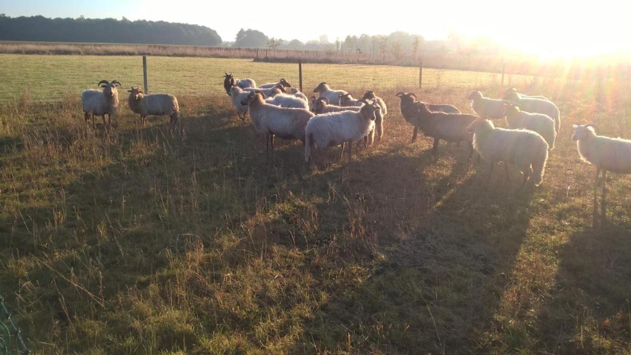 Onstwedde Pipowagen Elsebein Groningen Westerwolde Unieke Ligging Met Eigen Tuin En Vrij Uitzicht Over Veld Naar Natuurgebied מראה חיצוני תמונה